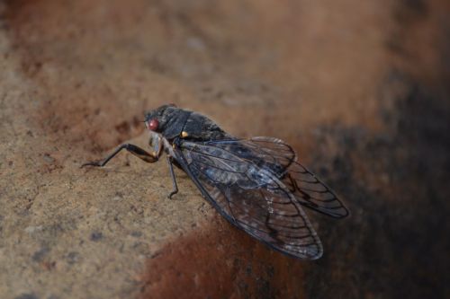 Cicada on the Rocks